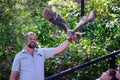 Nimble kites bird is about to fly from bird trainer hand in Flight Birds show at Taronga Zoo.